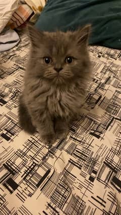 fluffy kitten looking for loving home