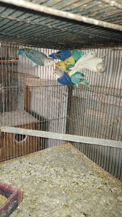 Love birds,  daimond pied doves