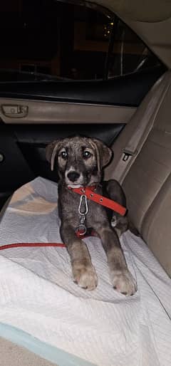 Puppy Labrador