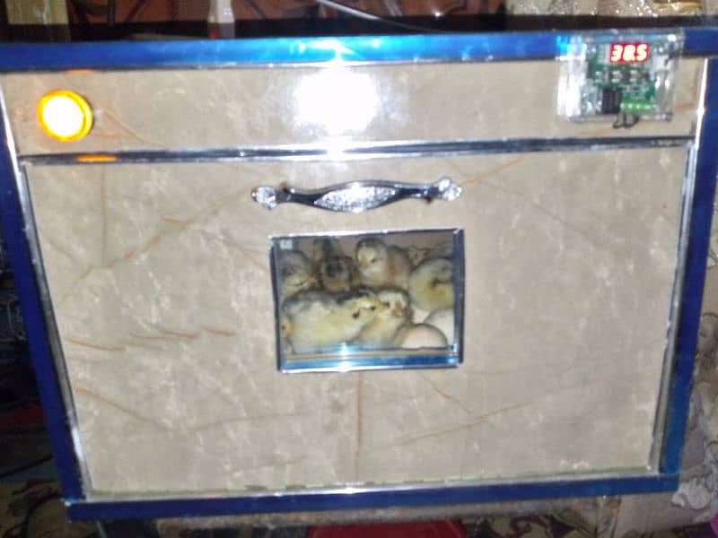 30 50 60 100eggs semi automatic incubator for sale 95 percent result 1