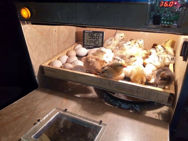 30 50 60 100eggs semi automatic incubator for sale 95 percent result 2