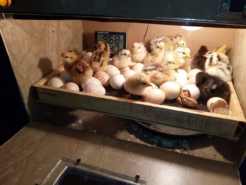 30 50 60 100eggs semi automatic incubator for sale 95 percent result 4