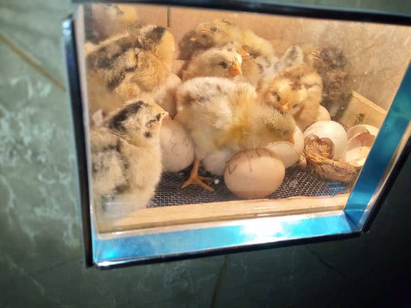 30 50 60 100eggs semi automatic incubator for sale 95 percent result 5