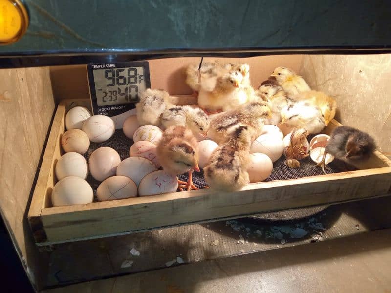 30 50 60 100eggs semi automatic incubator for sale 95 percent result 7