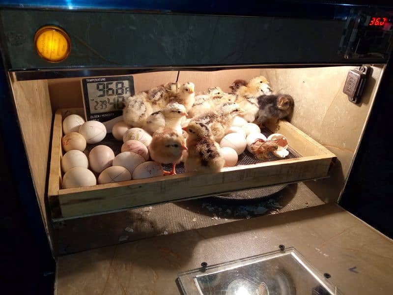 30 50 60 100eggs semi automatic incubator for sale 95 percent result 8