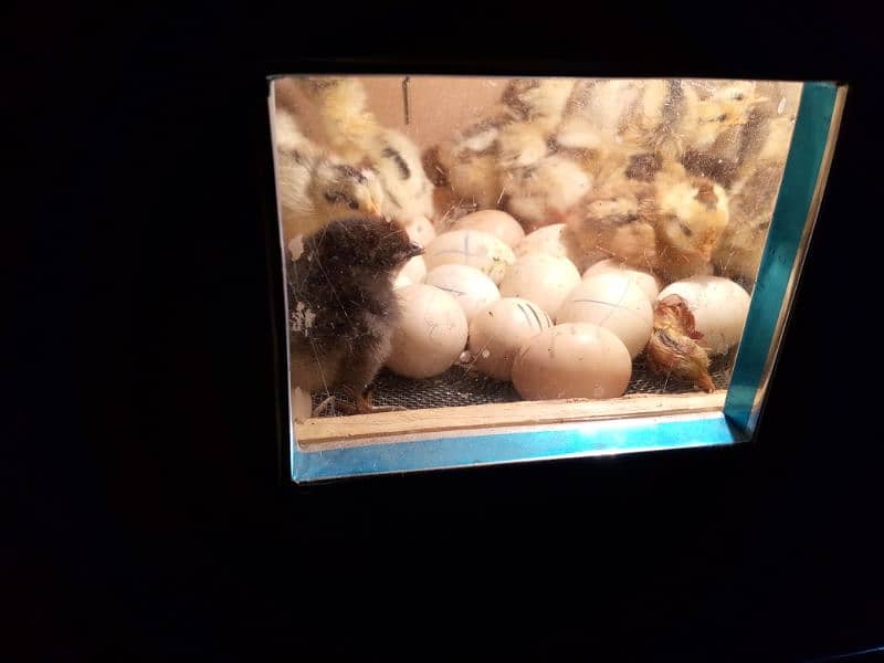 30 50 60 100eggs semi automatic incubator for sale 95 percent result 10