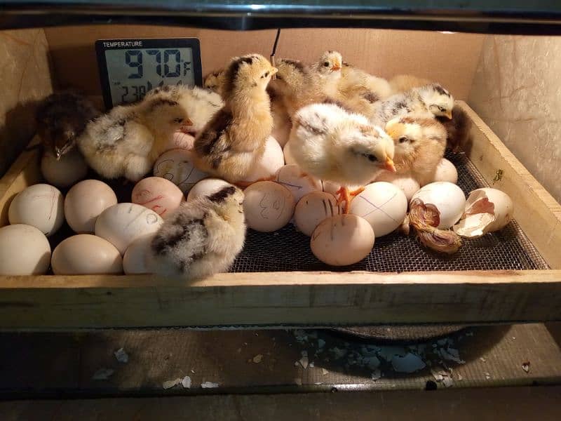 30 50 60 100eggs semi automatic incubator for sale 95 percent result 11