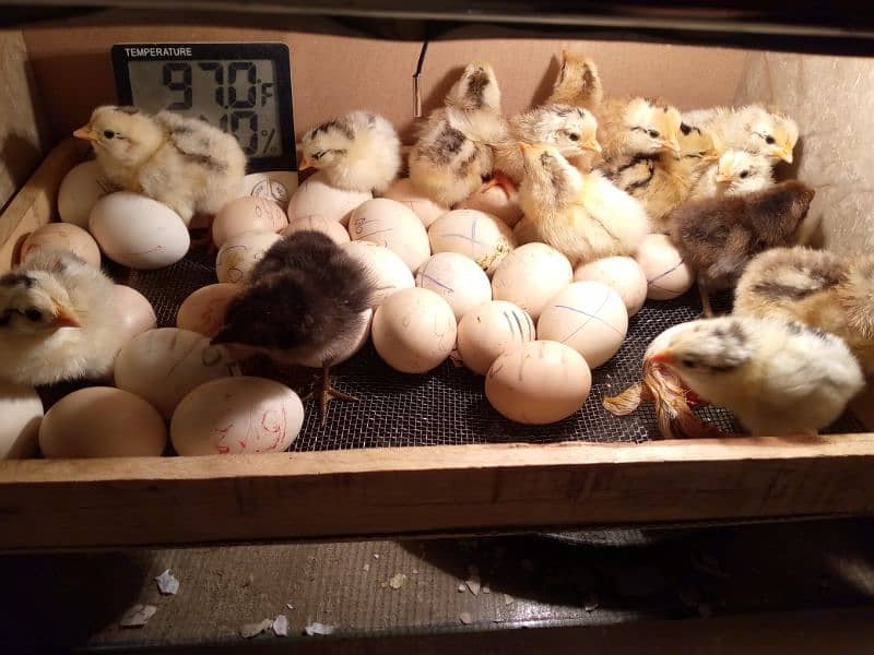 30 50 60 100eggs semi automatic incubator for sale 95 percent result 12