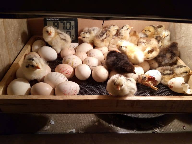 30 50 60 100eggs semi automatic incubator for sale 95 percent result 13