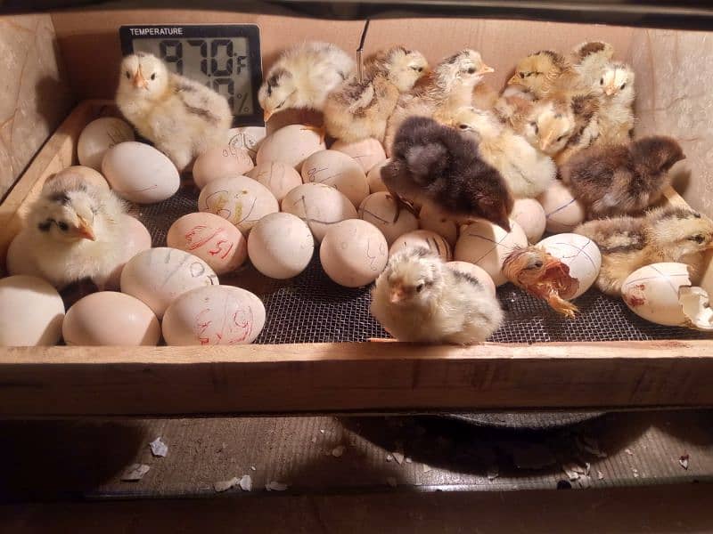 30 50 60 100eggs semi automatic incubator for sale 95 percent result 14