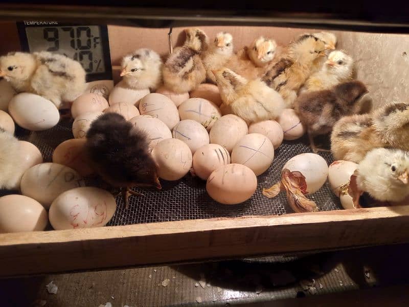 30 50 60 100eggs semi automatic incubator for sale 95 percent result 15