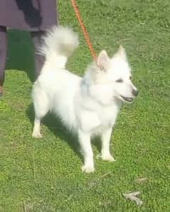 Russian female age 8 month for sale