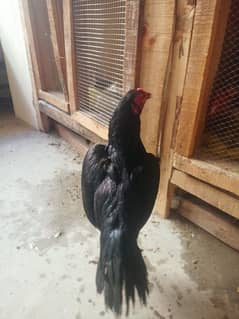 4 High Quality Aseel Hens Chek Quality Hens