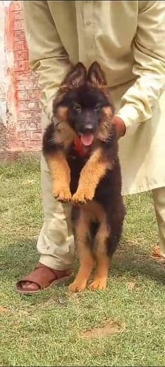 German shepherd puppies Double Coat My WhatsApp number 03001868066