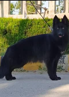 German black shepherd female for sale