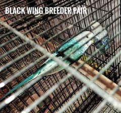 Black Wing breeder and chicks