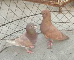 VIP Birds for sale. contact 0342 5567305