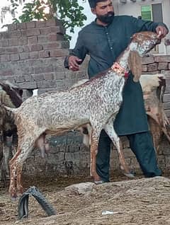 Makhi Chini Confram 3 Month Ki Gaban Bakri Sale