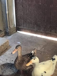 Female ducks for sale