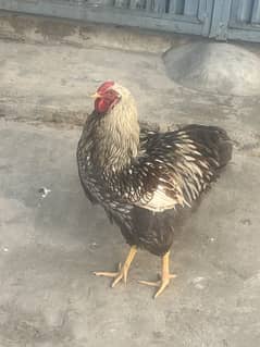 Wyandott splash /silver Hen/ Hen for sale