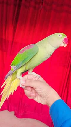 Pahari parrot