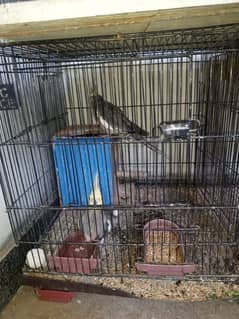 Full setup sale cocktail Australian or Love bird with cage