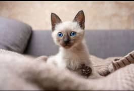 Siamese Cat (Male & Female)