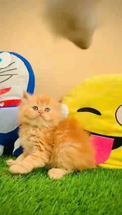 Persian kitten for urgent sale my WhatsApp number 03706577151