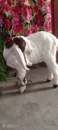 bakra