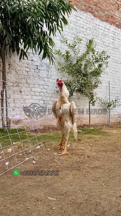 King O shamo Chicks Available