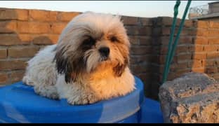 Shih Tzu. breed. for sale urgent need money