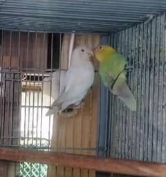 lovr bird pair avelibal watsapp 0312.7731887