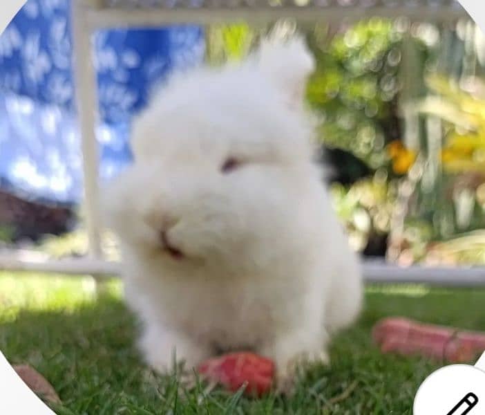 Lionhead bunny with feed 0