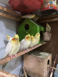 Yellow Cockatiel Parrot