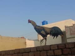 jawa morga Sindhi breed