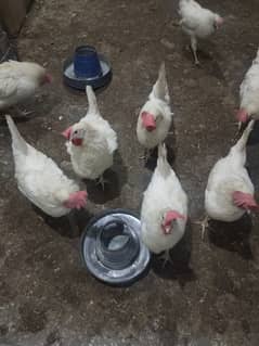 White layer hen for sale 2000 pr piece