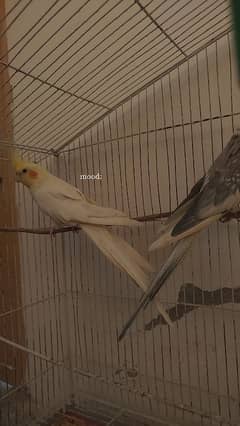 Breeder Common white Male + Common pied Male For Sale