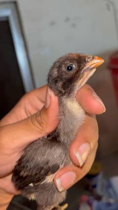 pure burmi aseel chicks top quality parent video available 030848614O7