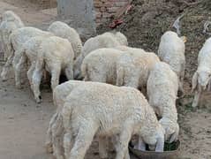 16 Sheeps for sale