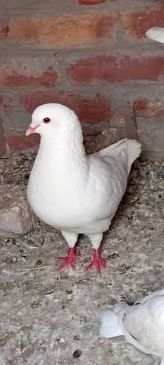 white King pigeon