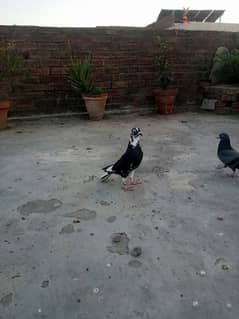 Sharazi black pair or one white female for sale bleeder h 03019749822