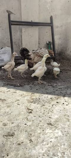 Heera chicks | 4 Shamo cross pathia| 2 Thai patha | Heera breeder pair