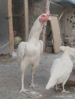 Heera chicks | 4 Shamo cross pathia| 2 Thai patha | Heera breeder pair