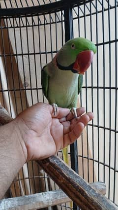 hand tame raw male parrot with cage