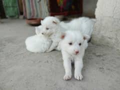 Russian puppies forsale pink nose & pink eye