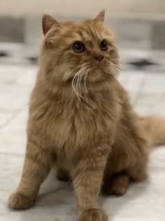 Persian cat