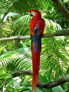 red macaw