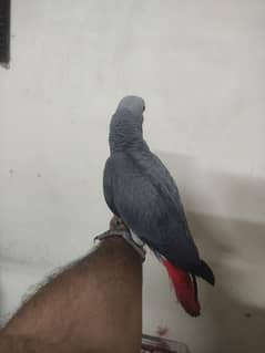 African Grey Flying Tame