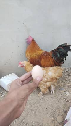 golden buff trio lohman brown desi hens available