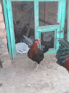 Desi egg laying hen